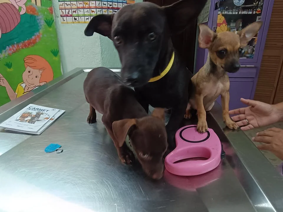 Imagen de la galeria